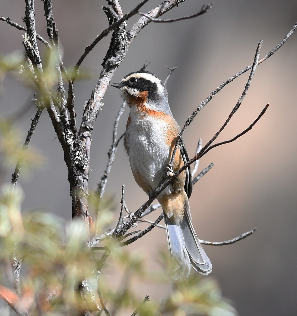 Plain-tailed Warbling Finch - Joshua Vandermeulen