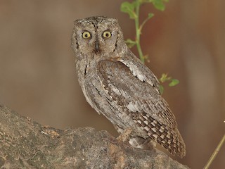  - Arabian Scops-Owl