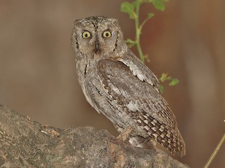  - Arabian Scops-Owl