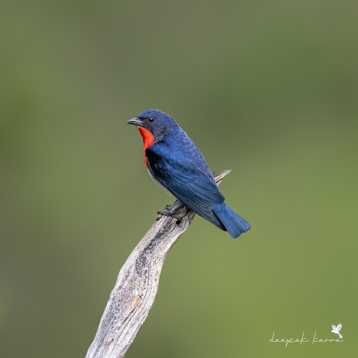 Mistletoebird - Deepak Karra 🦉