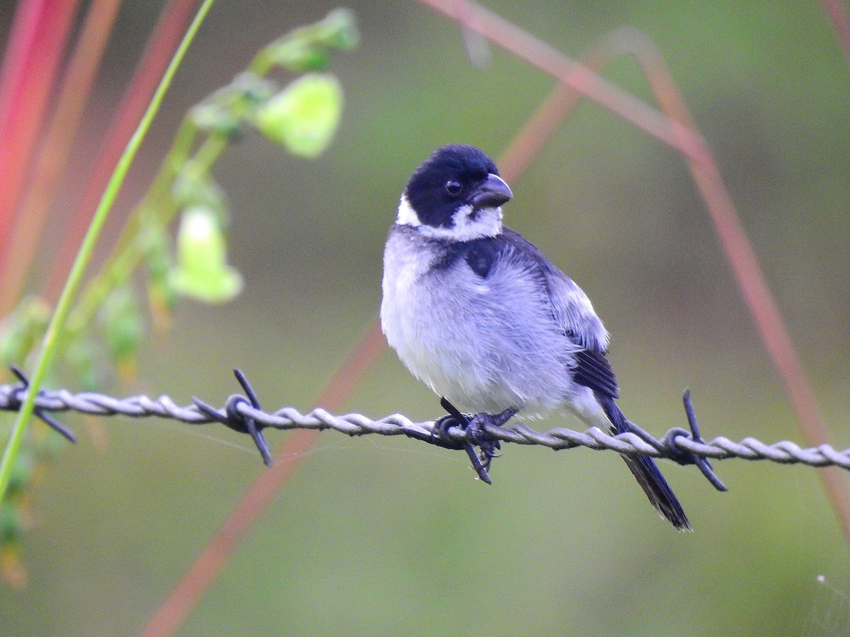 Wing-barred Seedeater (Caqueta) - ML473779581