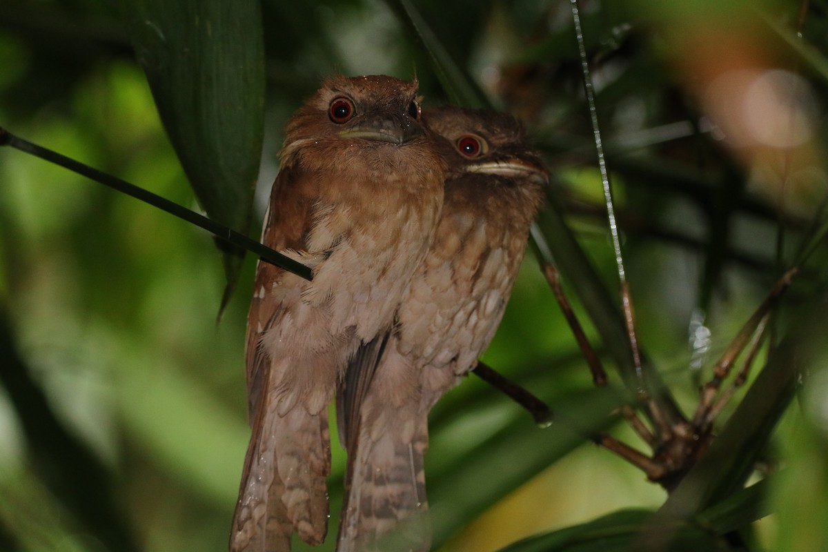 Gould's Frogmouth - Brendan Cook