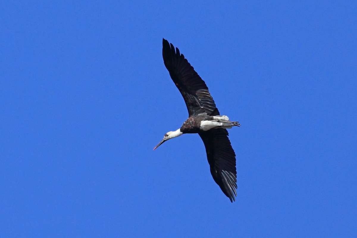 African Woolly-necked Stork - Nigel Voaden