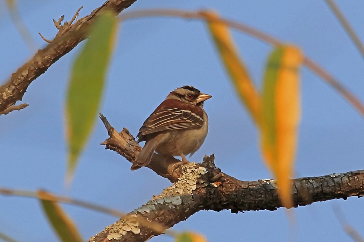 Chestnut-backed Sparrow-Weaver - ML47378741