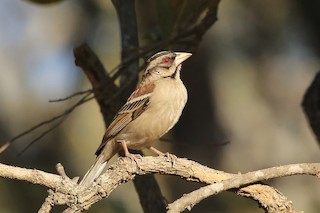  - Chestnut-backed Sparrow-Weaver
