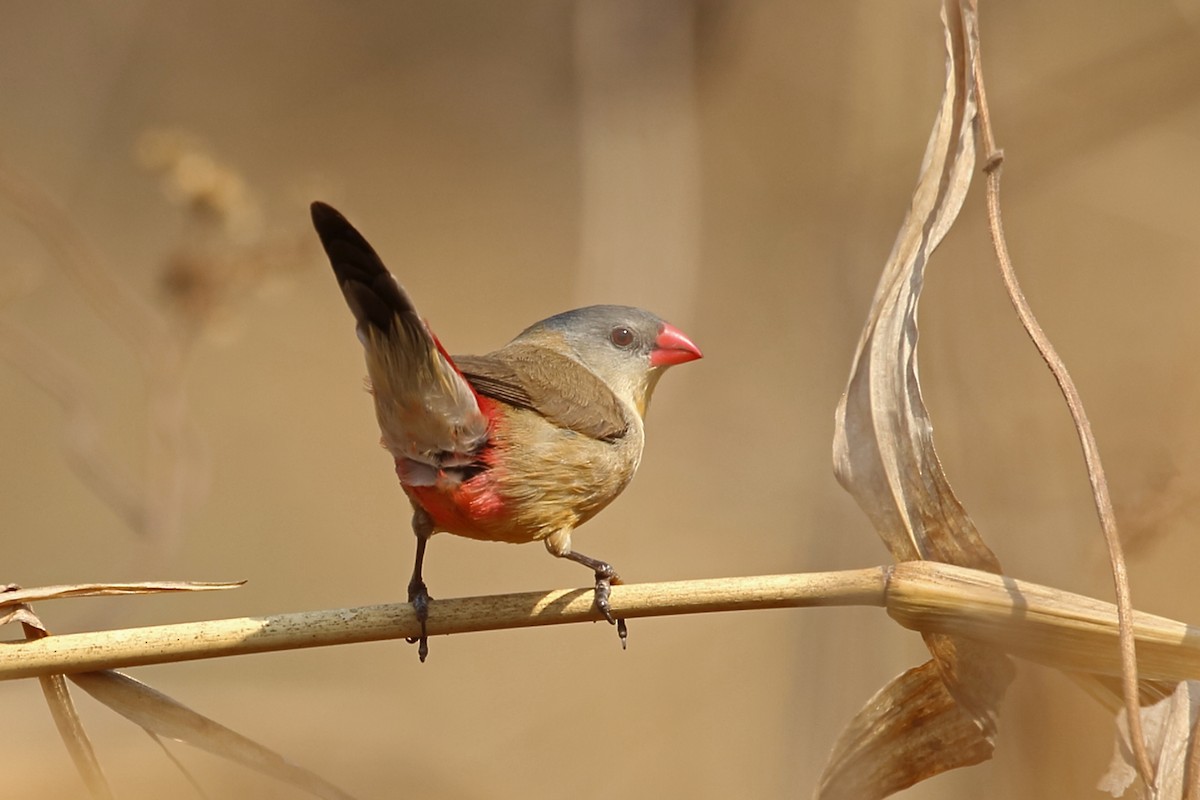 Fawn-breasted Waxbill (benguellensis) - ML47378931