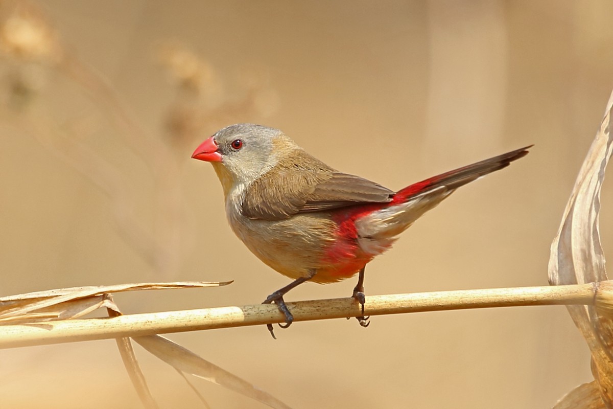 Fawn-breasted Waxbill (benguellensis) - ML47378941