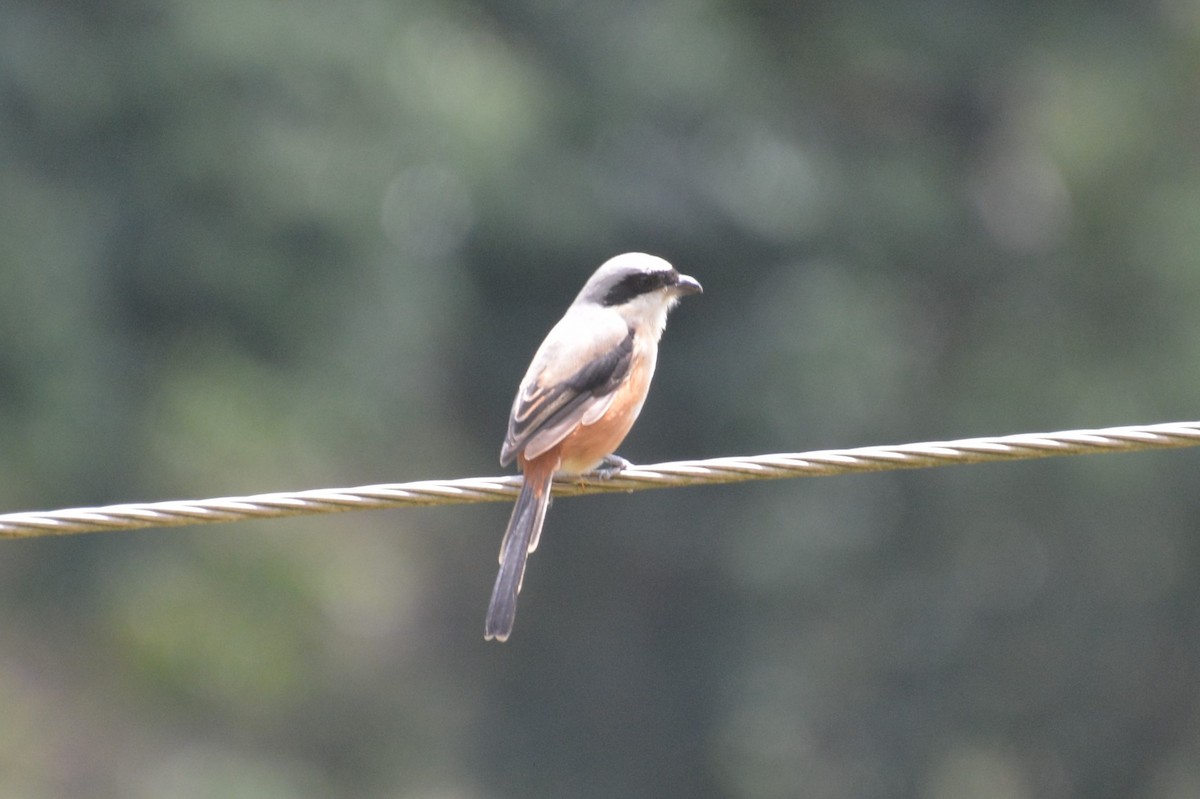Long-tailed Shrike - Anirban  Bhaduri