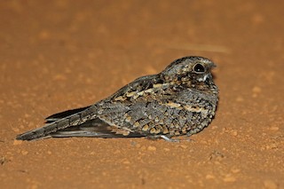  - Fiery-necked Nightjar