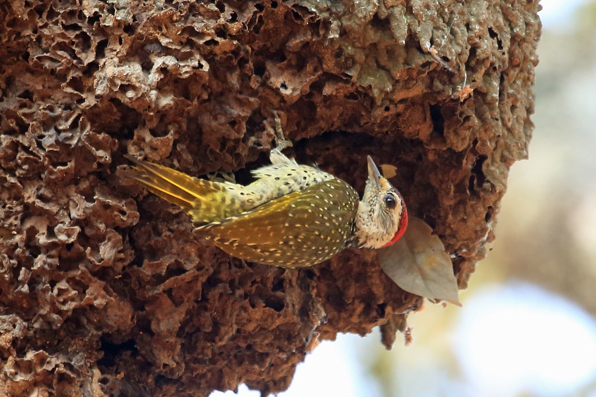 Green-backed Woodpecker (Spot-backed) - Nigel Voaden