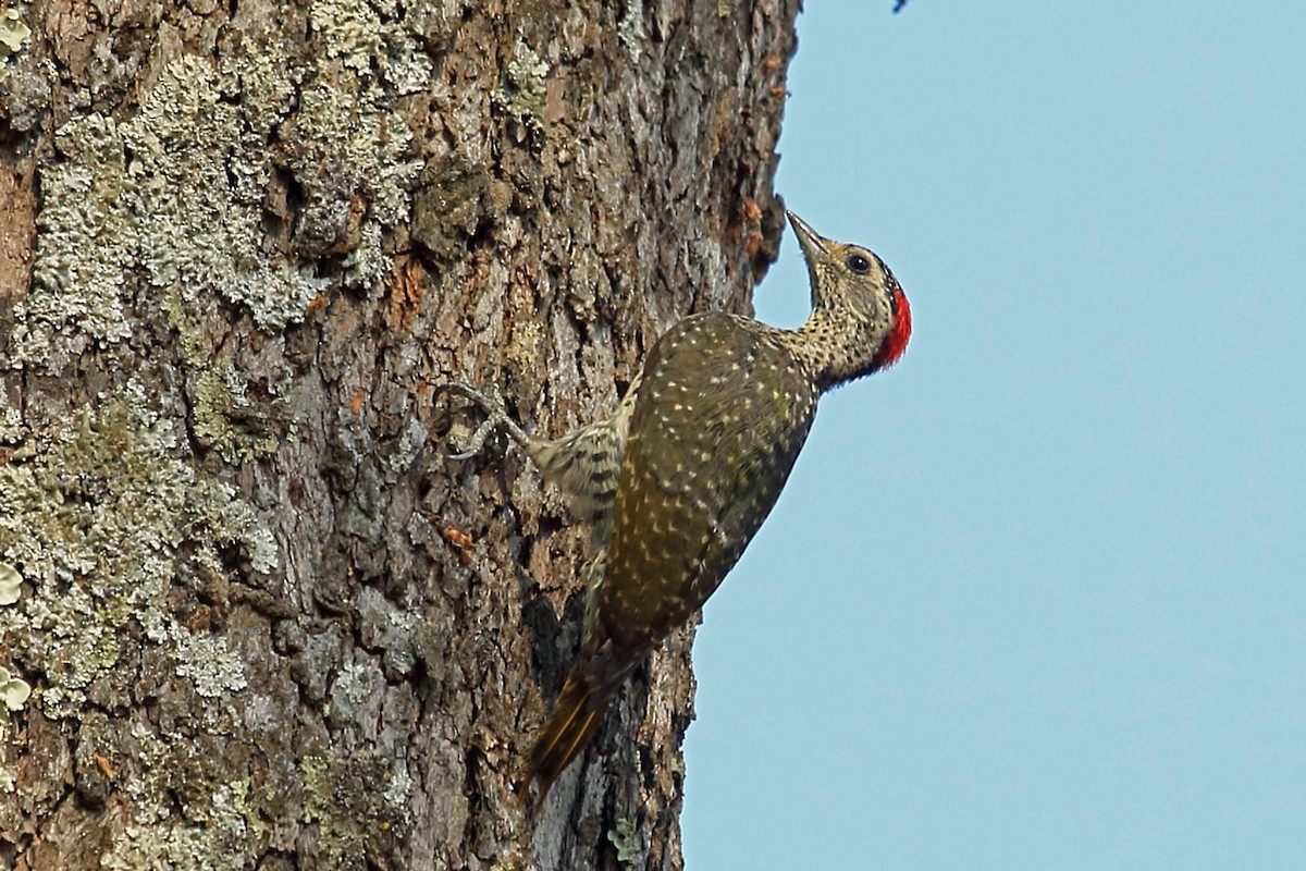 Green-backed Woodpecker (Spot-backed) - Nigel Voaden