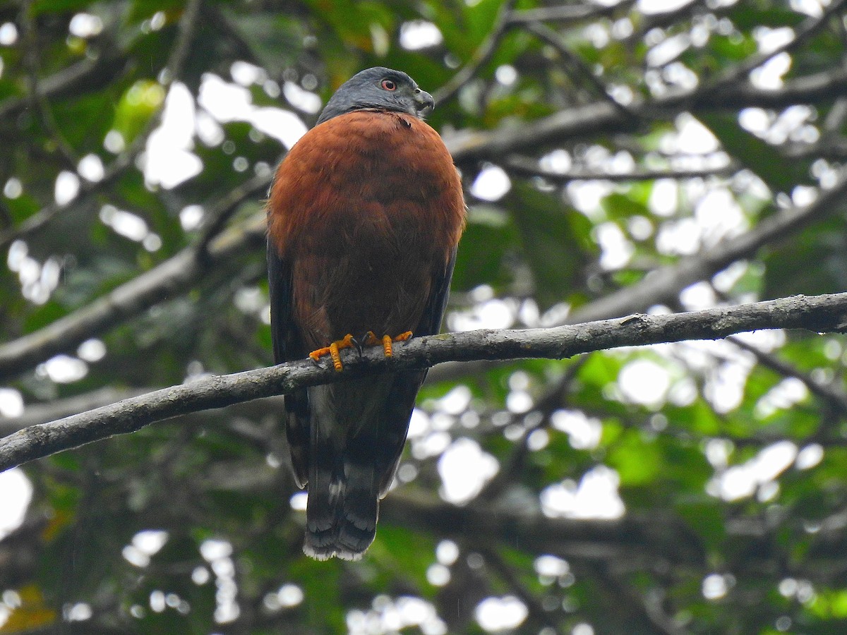 Double-toothed Kite - Edwin Munera