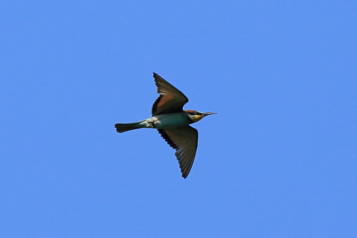 European Bee-eater - Nigel Voaden