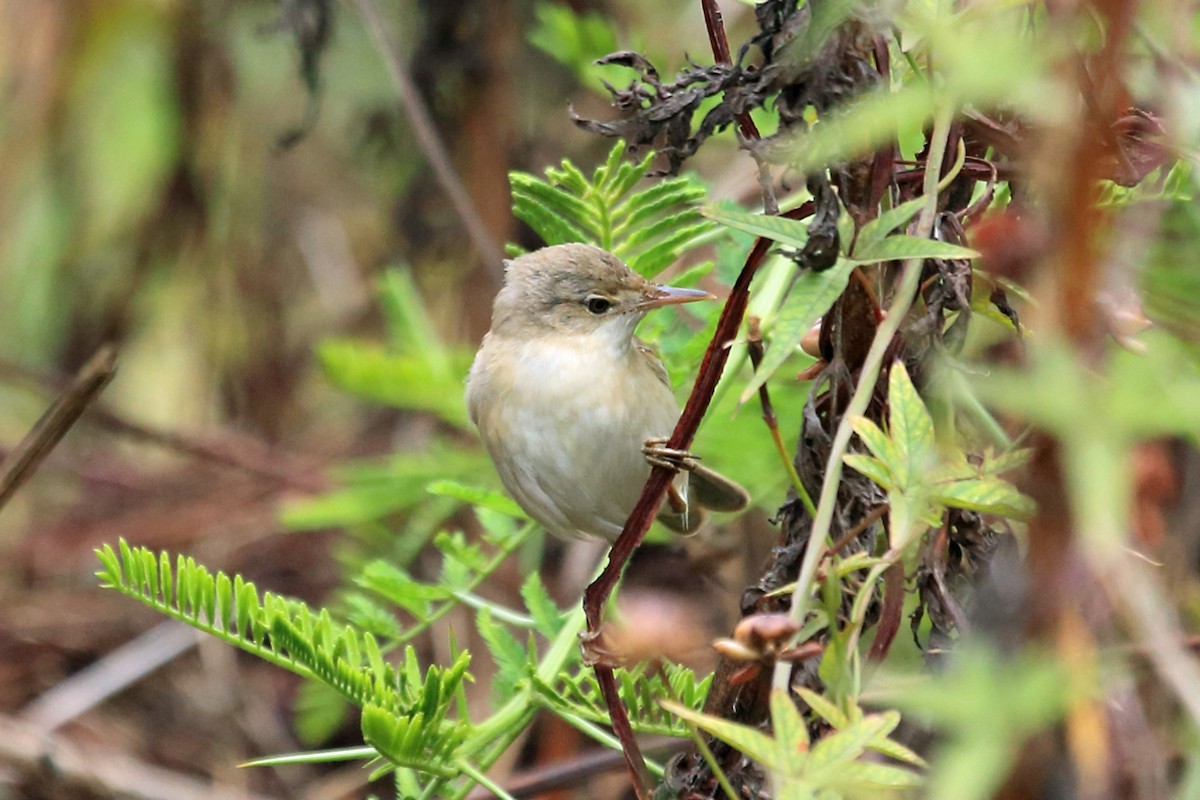 Common Reed Warbler (African) - ML47379421