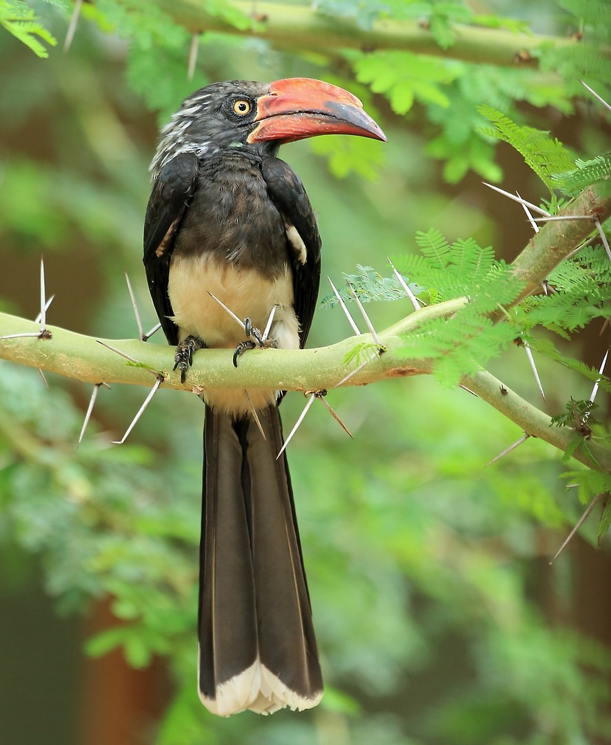 Crowned Hornbill - Nigel Voaden