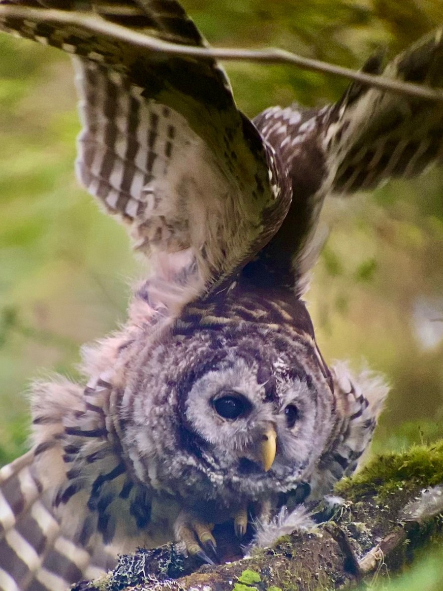 Barred Owl - ML473797271