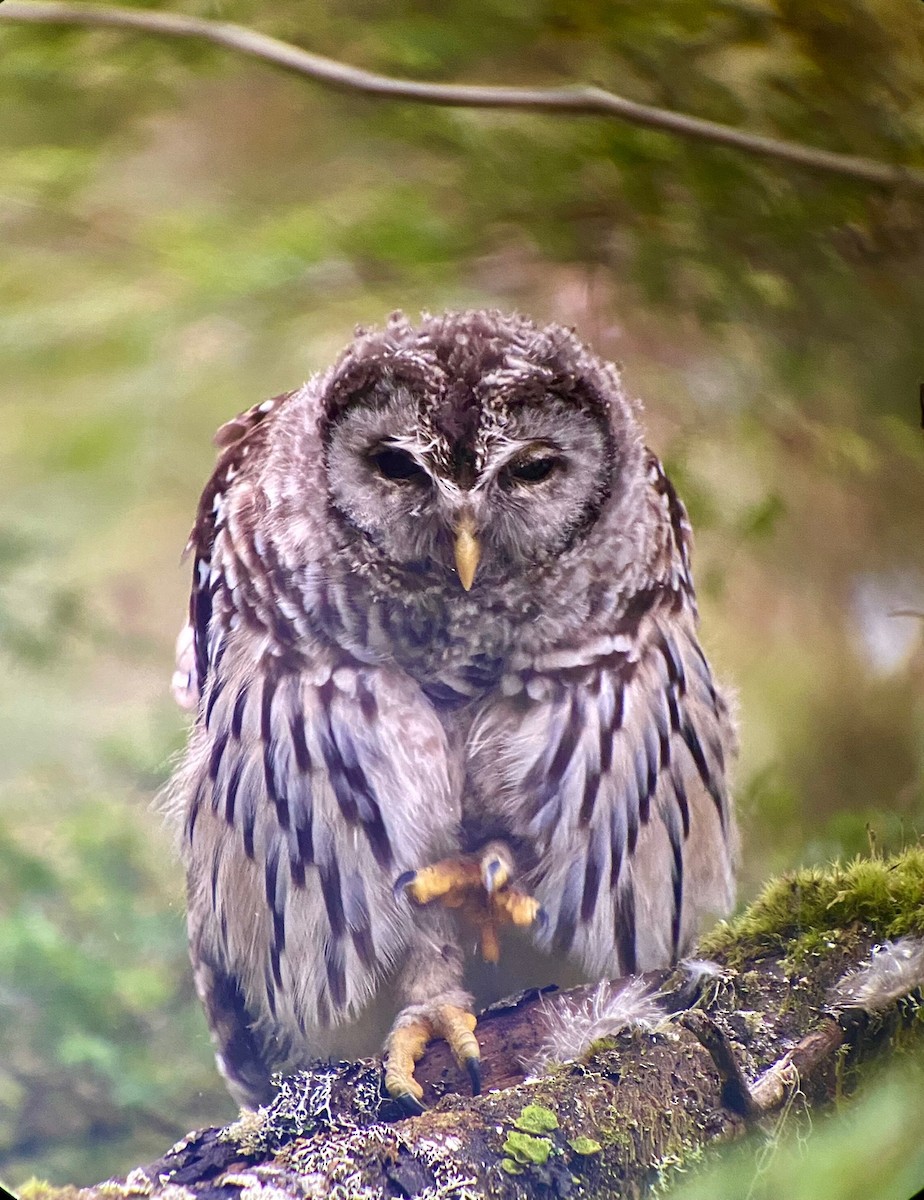 Barred Owl - ML473797281