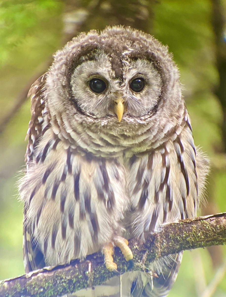 Barred Owl - ML473797321
