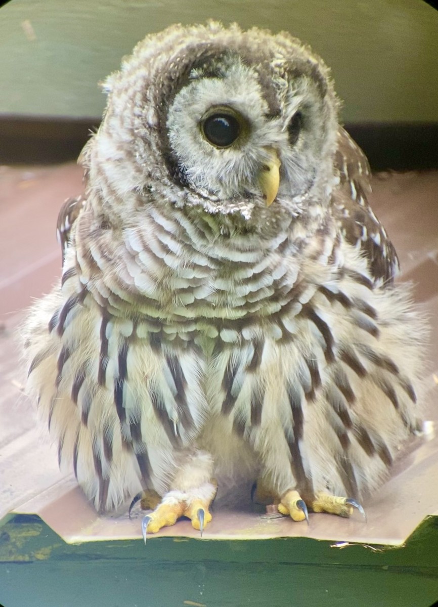 Barred Owl - ML473797341