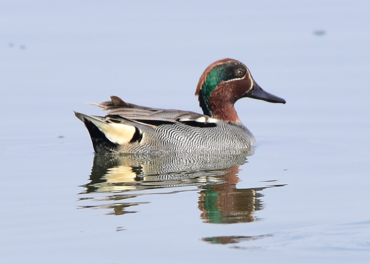 Green-winged Teal - TheNatureTrust (GroupAccount)