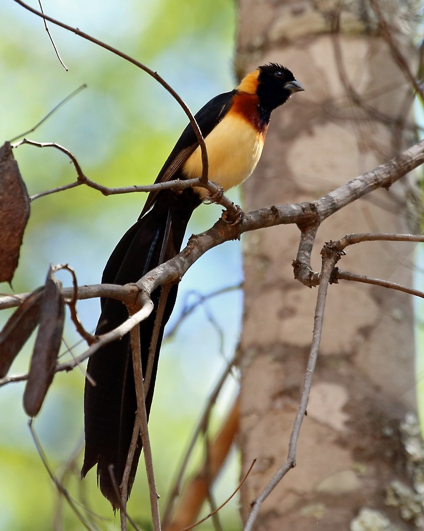 Broad-tailed Paradise-Whydah - ML47380281