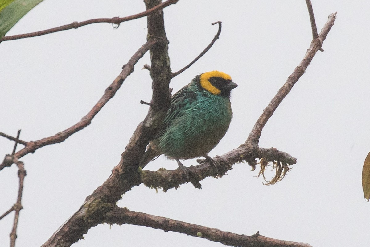 Saffron-crowned Tanager - ML473803631