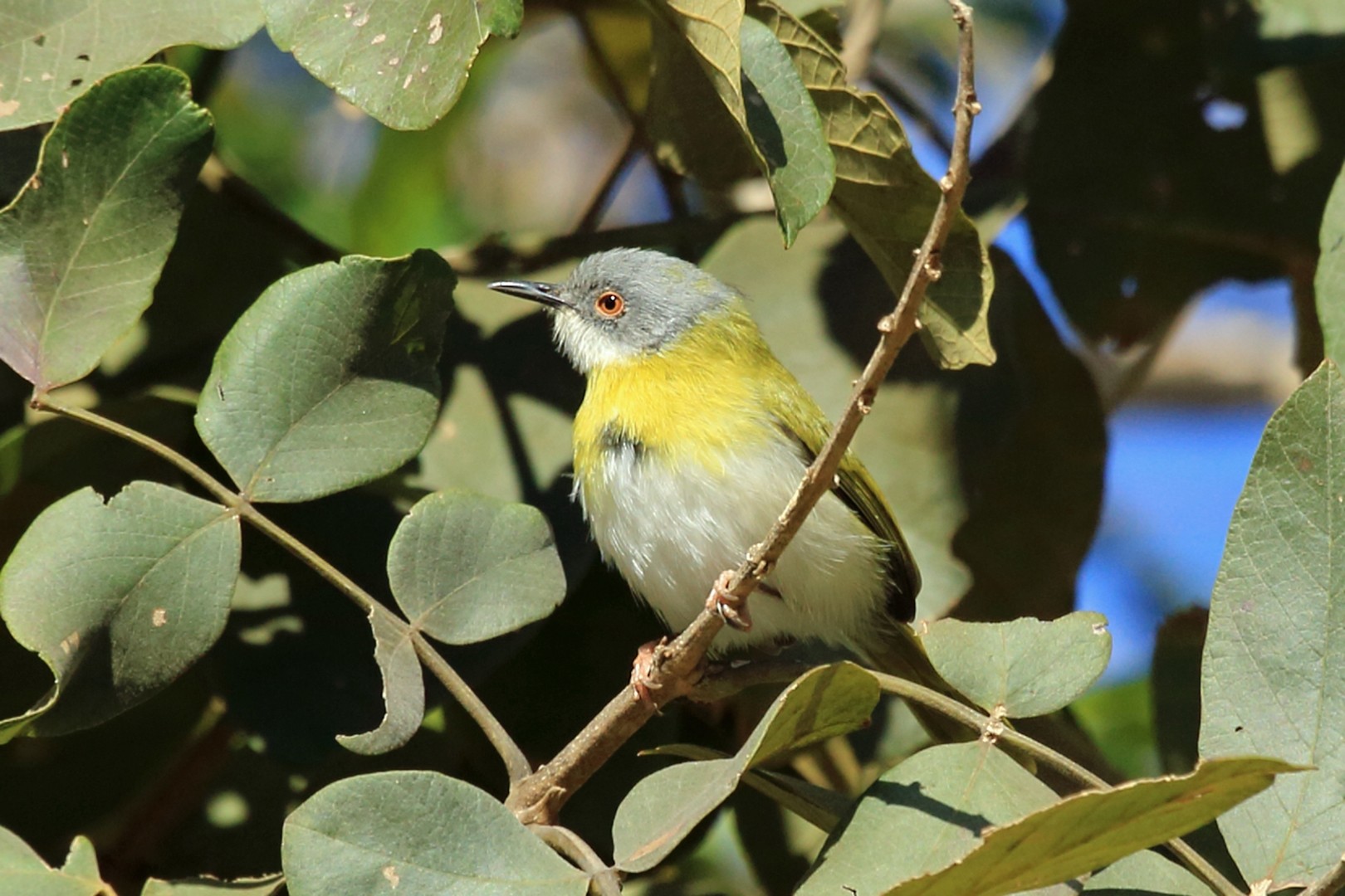 Yellow-breasted Apalis - eBird