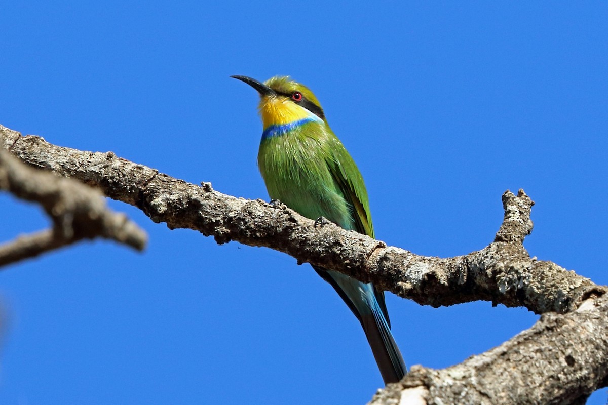 Swallow-tailed Bee-eater - Nigel Voaden