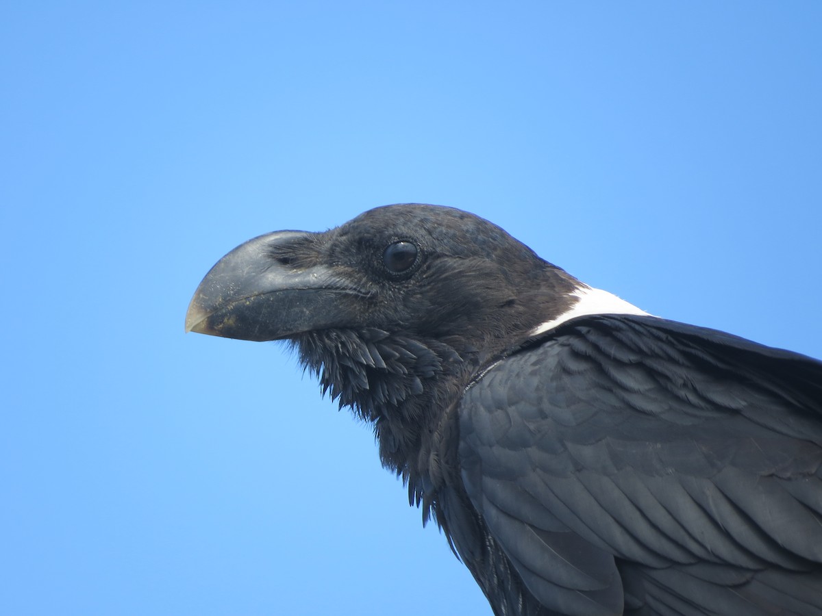 White-necked Raven - ML47381011