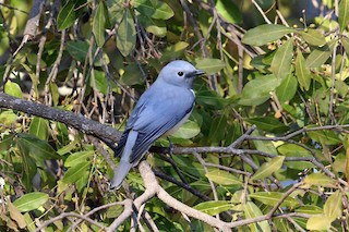  - White-breasted Cuckooshrike