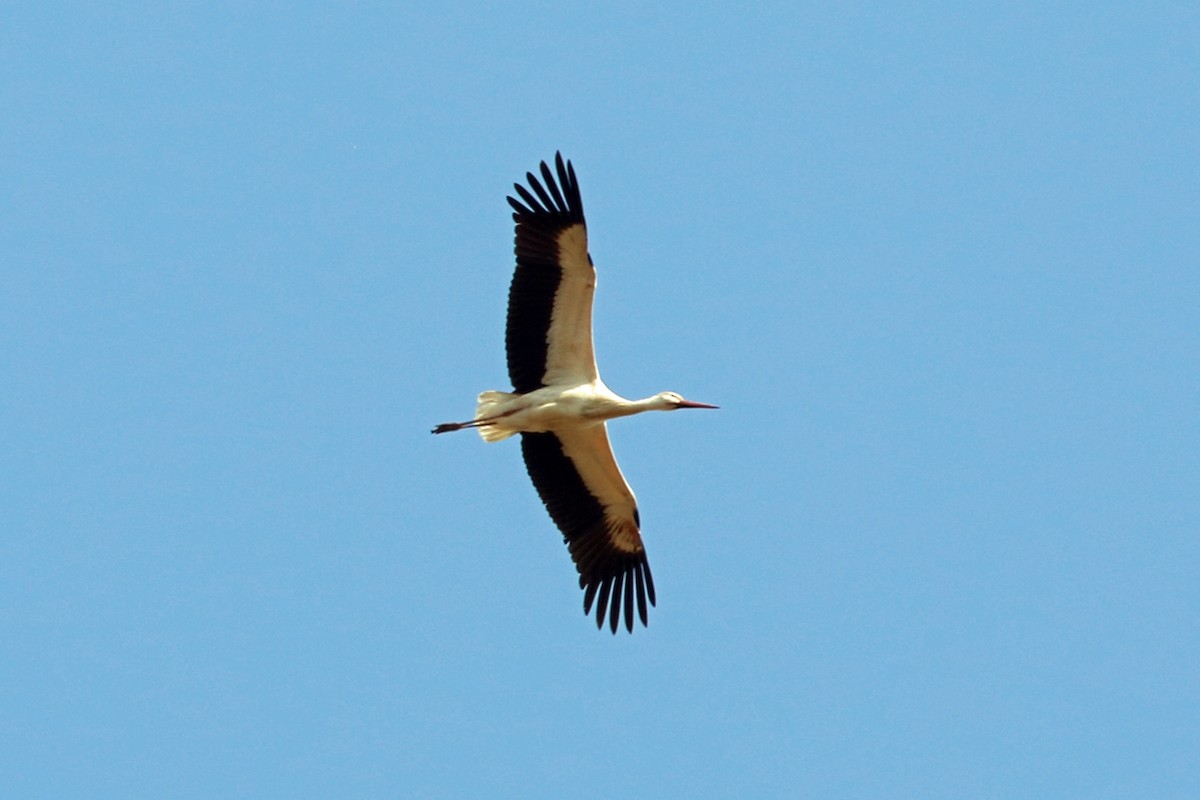 White Stork - Nigel Voaden
