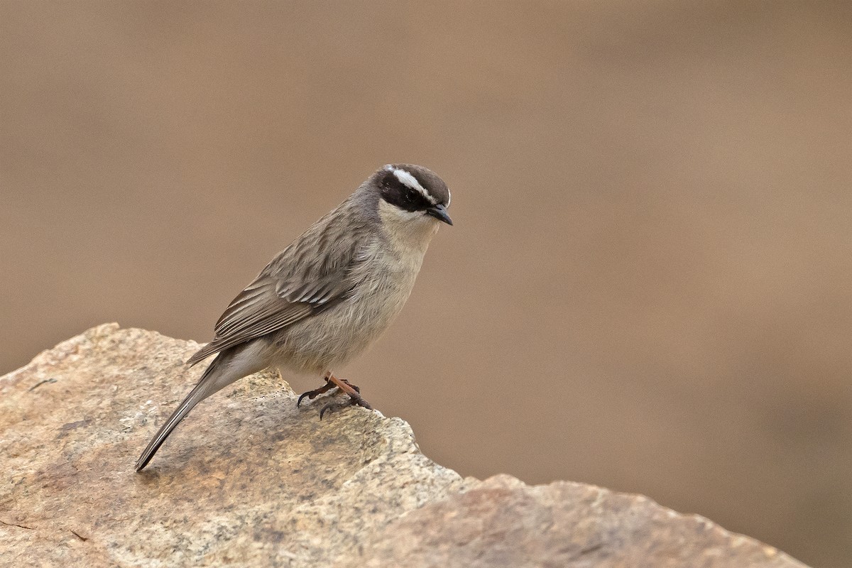 Brown Accentor - ML473814201