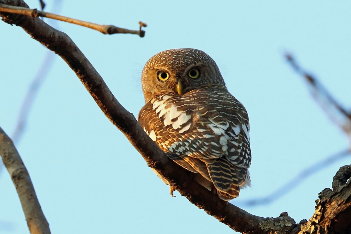 African Barred Owlet (Bar-fronted) - ML47381421