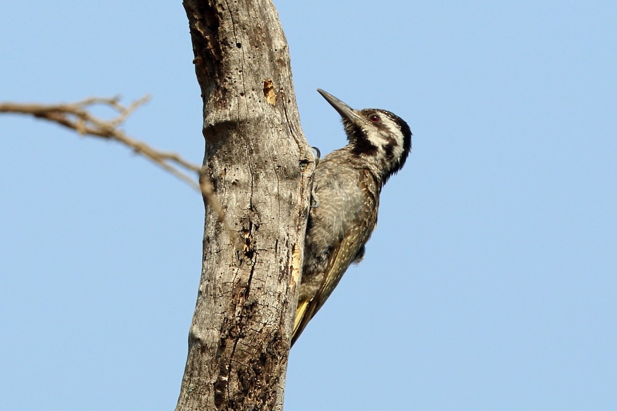 Bearded Woodpecker - ML47381641