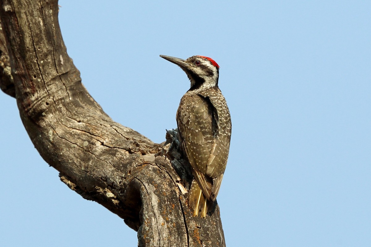 Bearded Woodpecker - Nigel Voaden