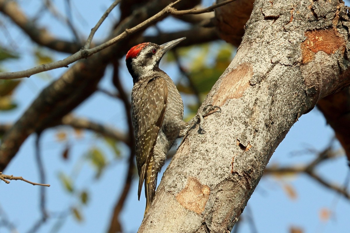 Bearded Woodpecker - ML47381661