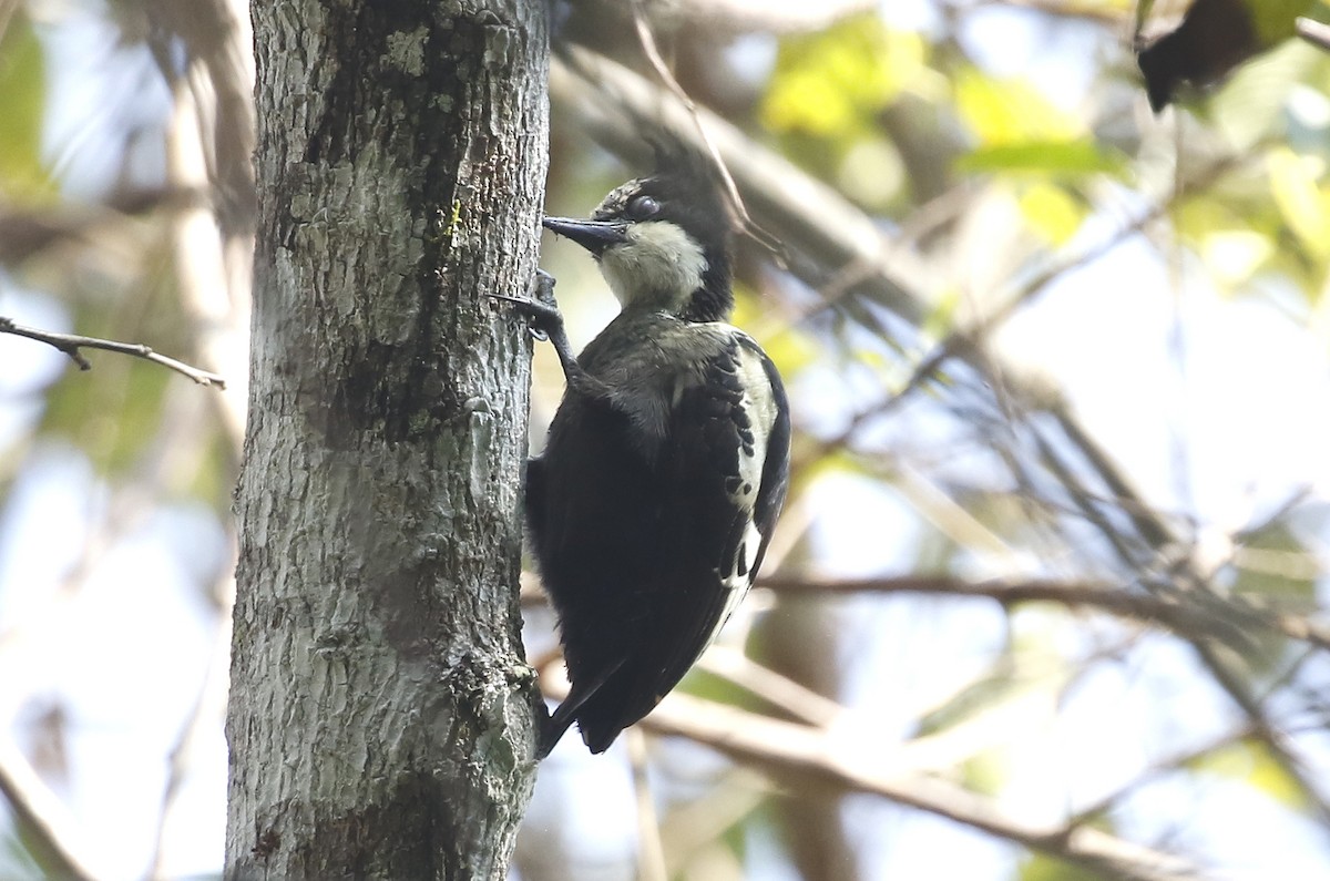 Heart-spotted Woodpecker - ML47381891