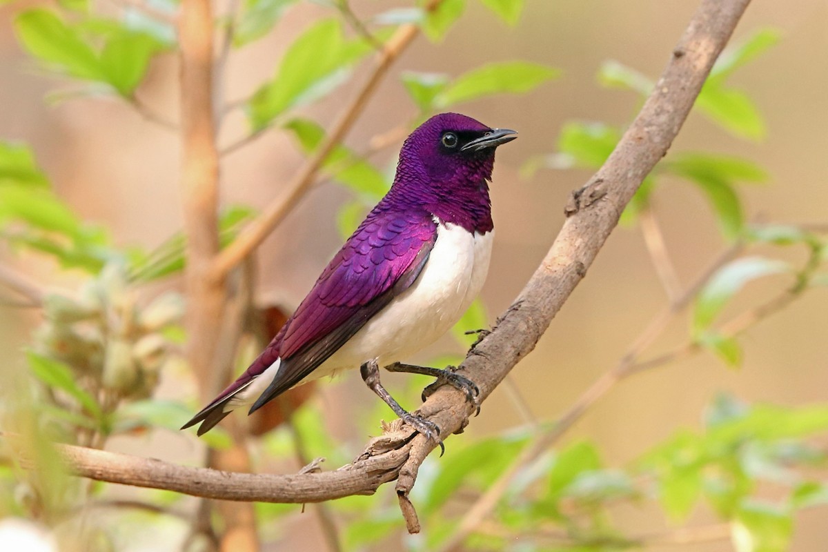 Violet-backed Starling - ML47382081