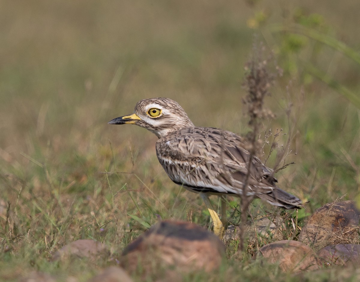 Indian Thick-knee - ML473820921