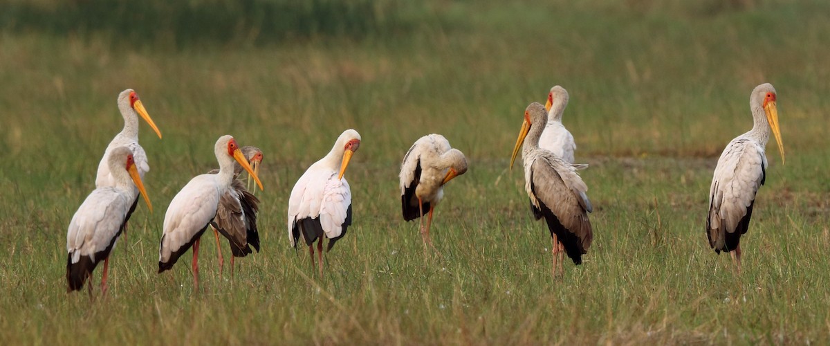 Yellow-billed Stork - Nigel Voaden