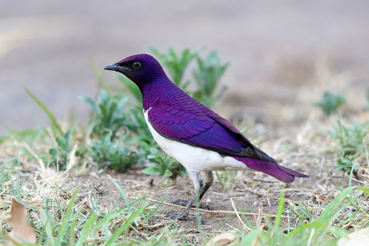 Violet-backed Starling - ML47382261