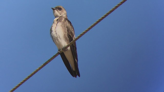Brown-chested Martin - ML473823791