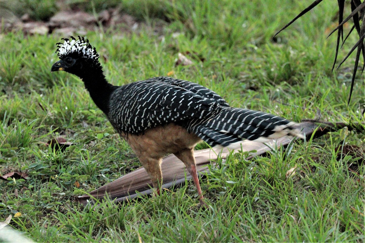 Bare-faced Curassow - ML473824191