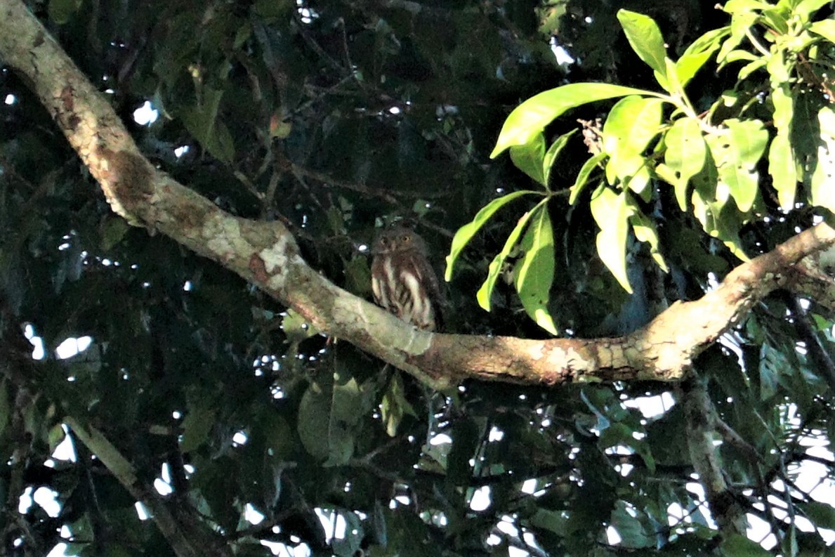 Amazonian Pygmy-Owl - ML473824611