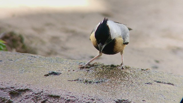Coal-crested Finch - ML473825451