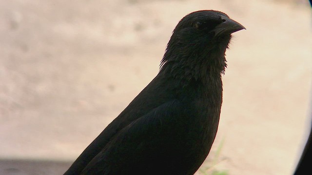 Chopi Blackbird - ML473825741