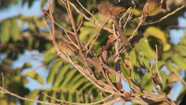Chotoy Spinetail - ML473826441