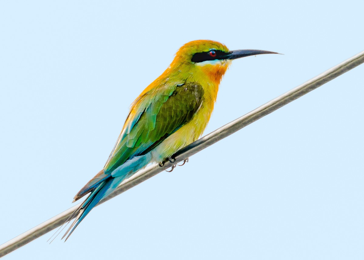 Blue-tailed Bee-eater - Andrew Stewart