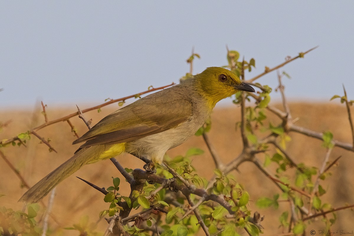 Yellow-throated Bulbul - Arpit Bansal