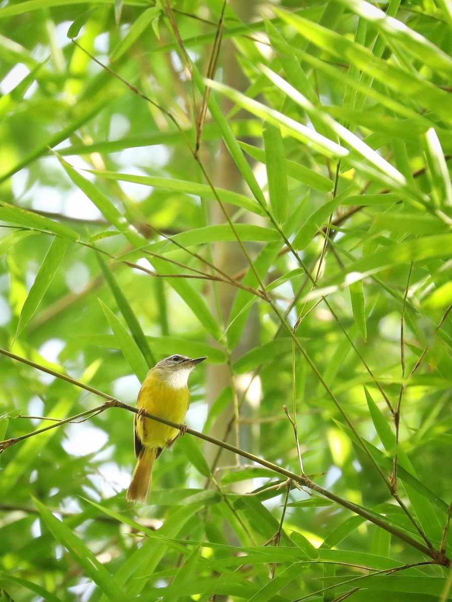 Yellow-bellied Warbler - ML473839031
